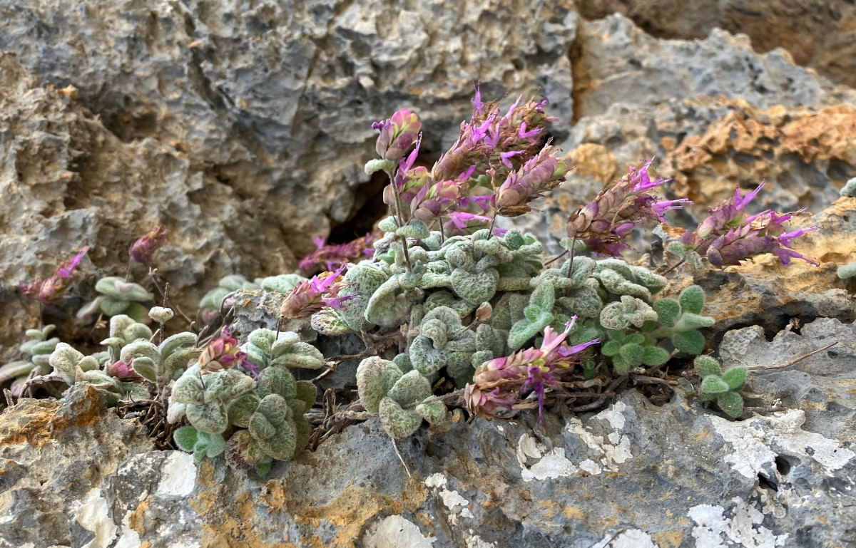 origanum_dic.jpg origanum_dic.jpg