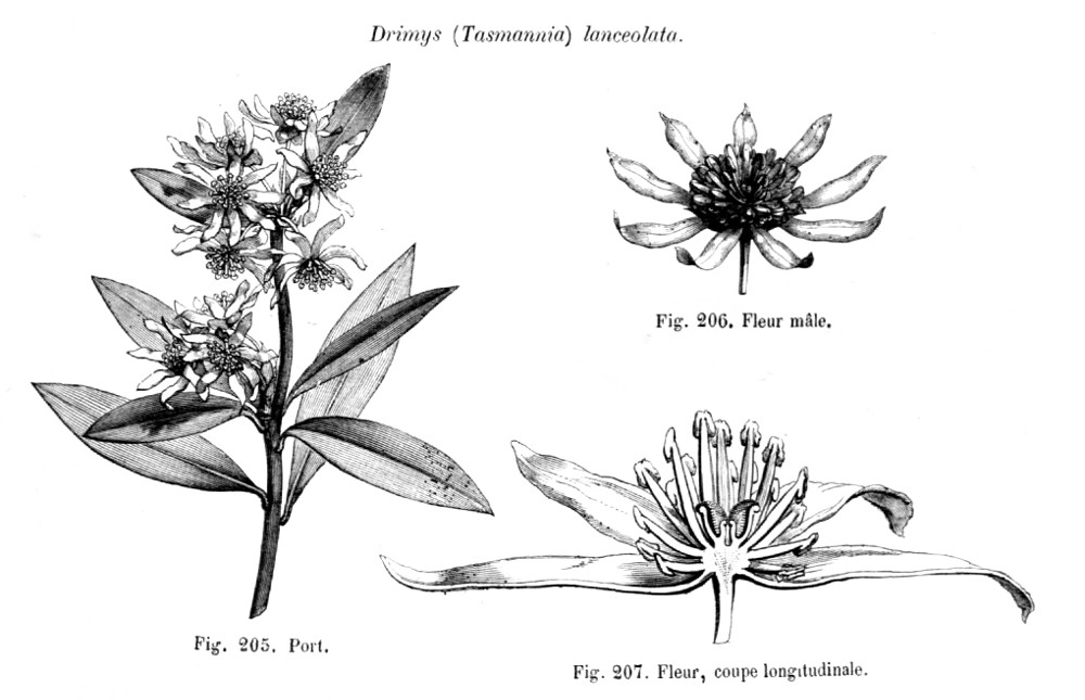 tasmannia_lanceolata.jpg tasmannia_lanceolata.jpg