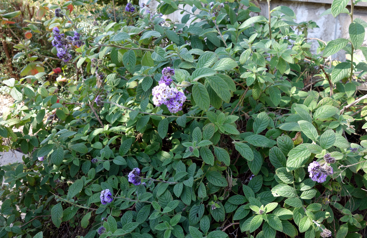 dsc03732k.jpg dsc03732k.jpg