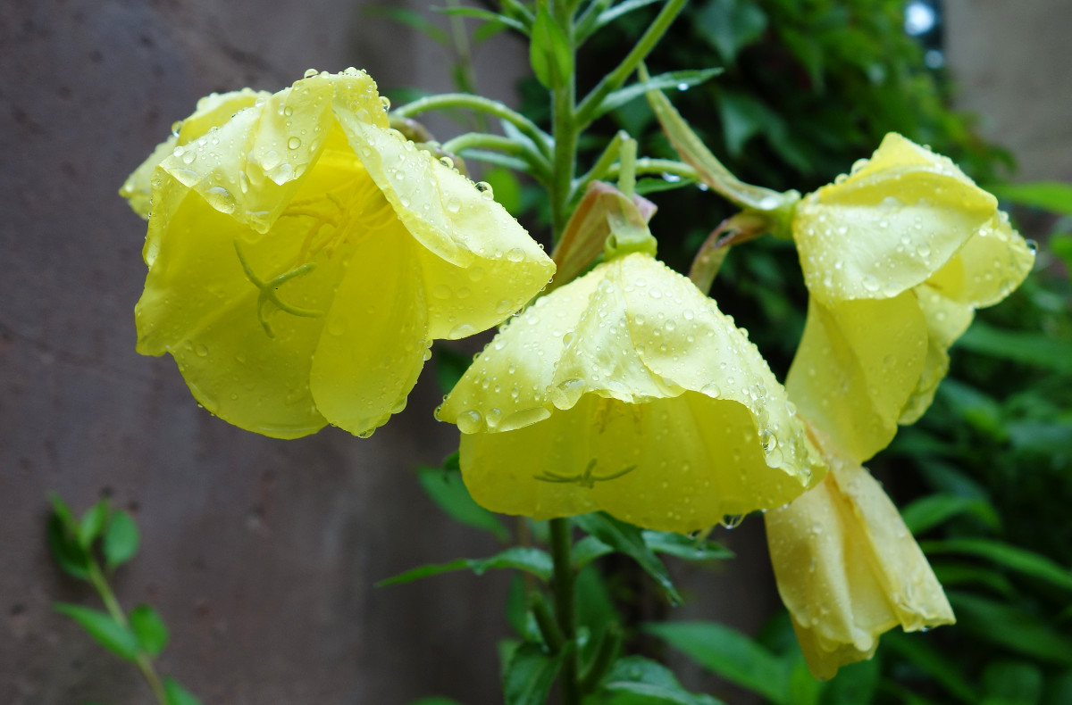 20140709_ob.jpg 20140709_ob.jpg