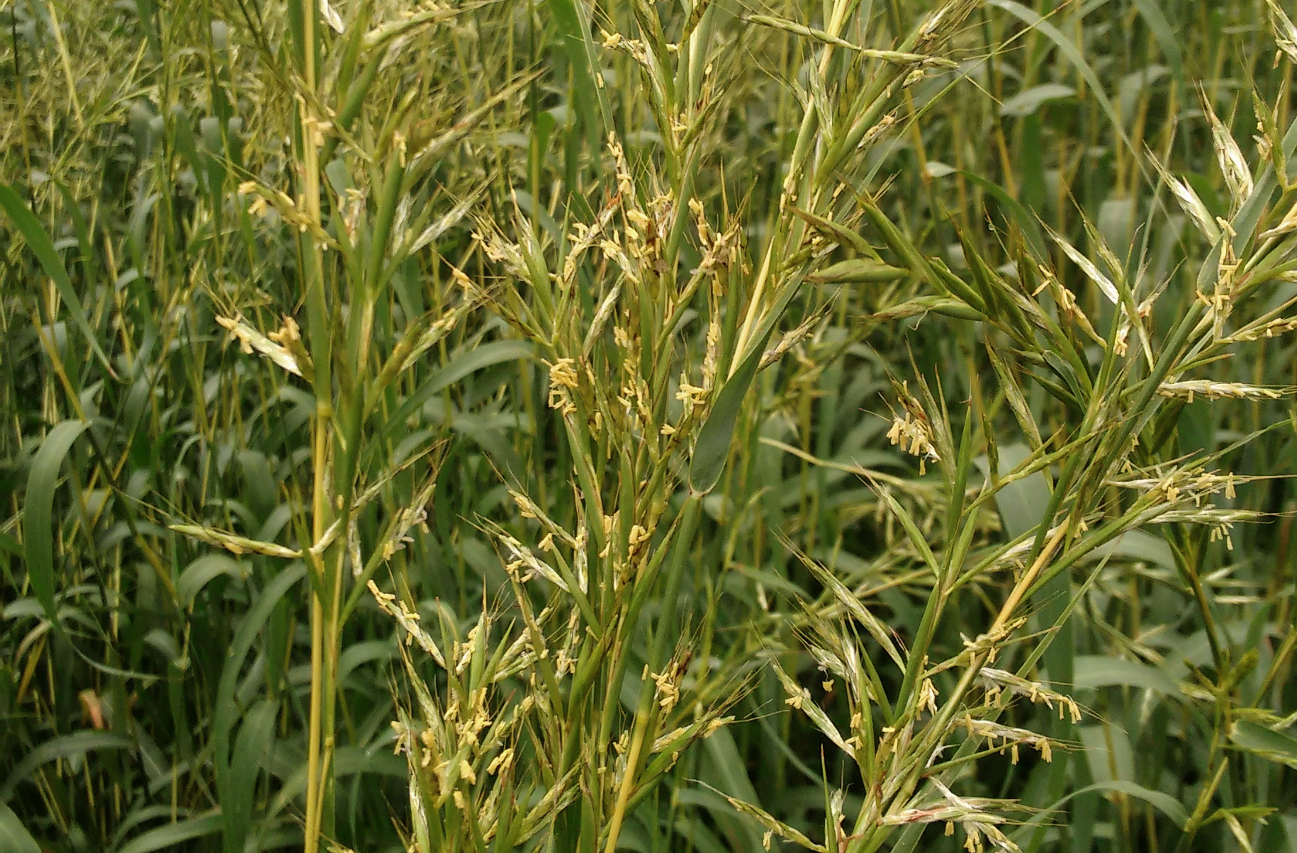 cymbopogon_martinii_wiki2.jpg cymbopogon_martinii_wiki2.jpg