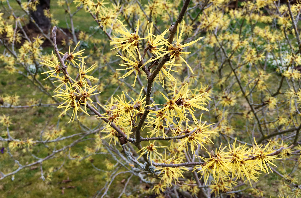 hamamelis_virginiana_flowering.jpg