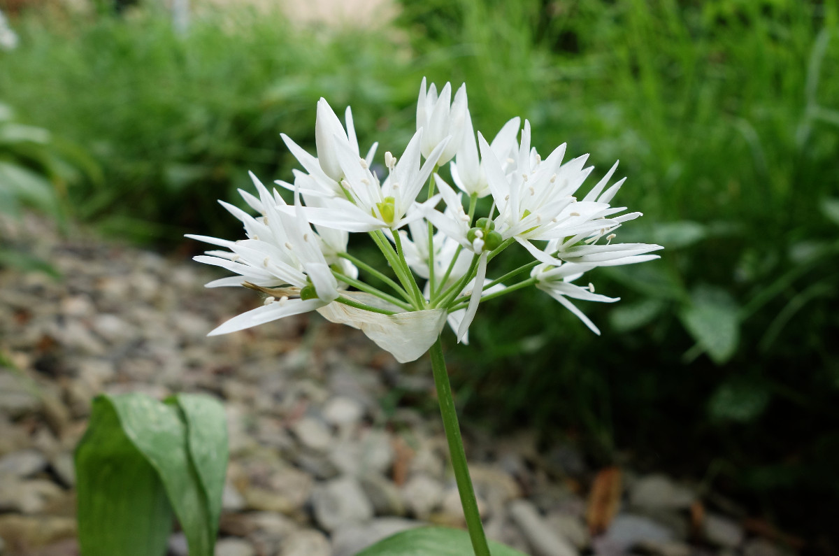 allium_ursinum_flowers.jpg