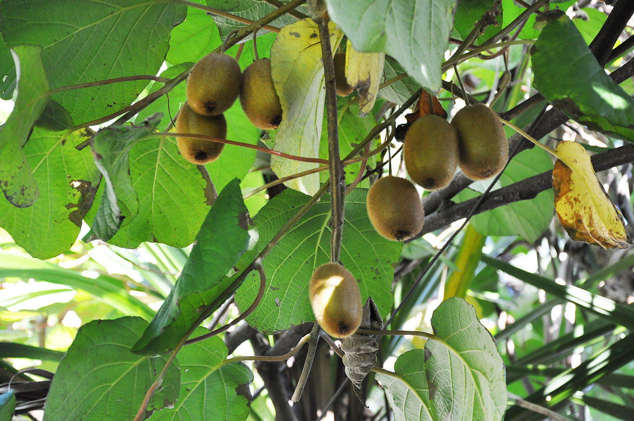 actinidia_deliciosa.jpg actinidia_deliciosa.jpg