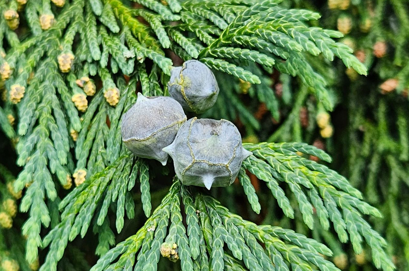 callitropsis-nootkatensis-1.jpg callitropsis-nootkatensis-1.jpg