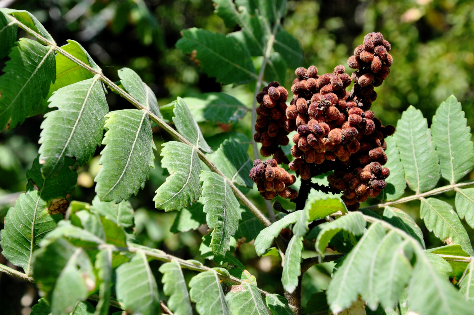 rhus_coriaria_gerbersumach.jpg rhus_coriaria_gerbersumach.jpg