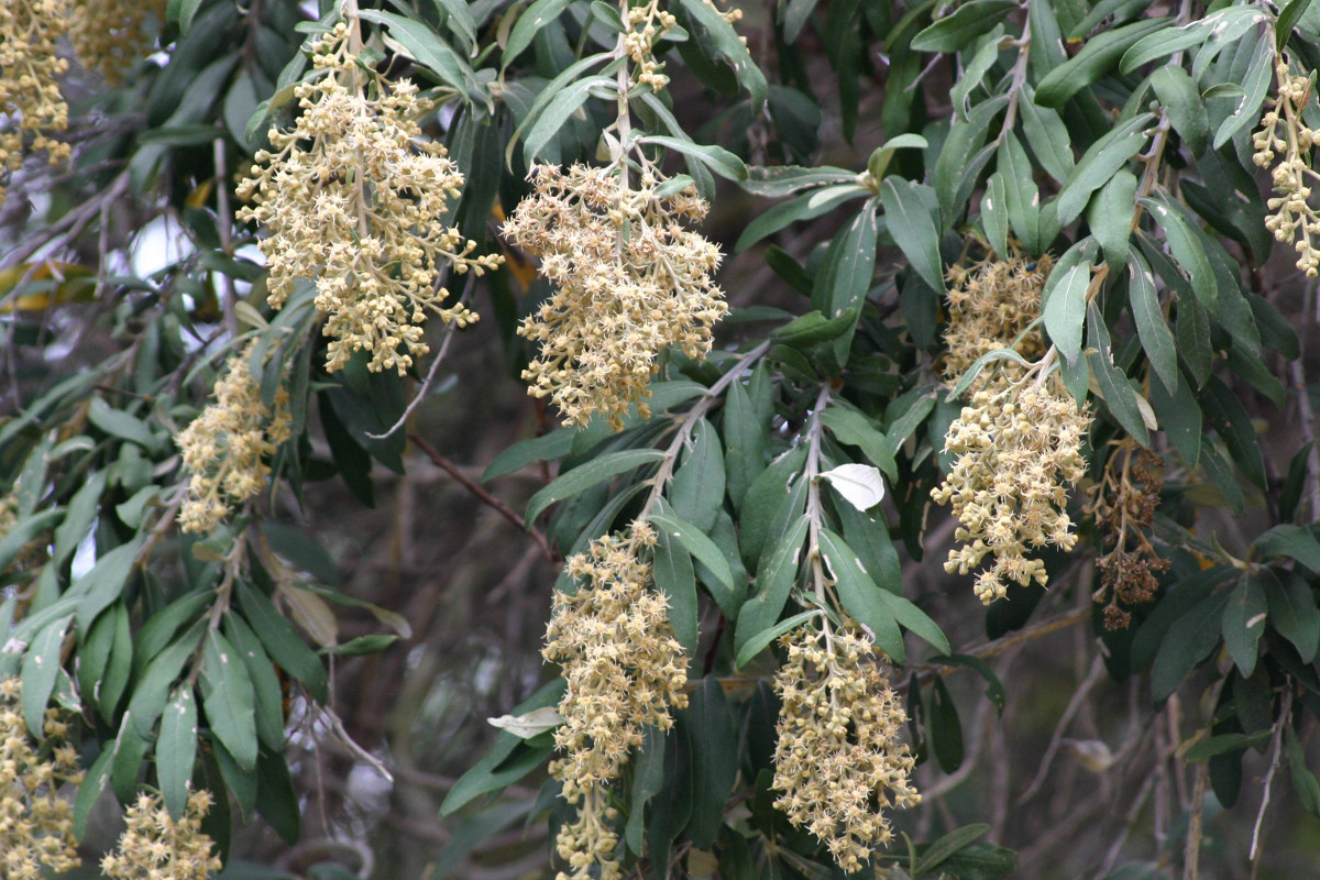 tarchonanthus_camphoratus04.jpg tarchonanthus_camphoratus04.jpg