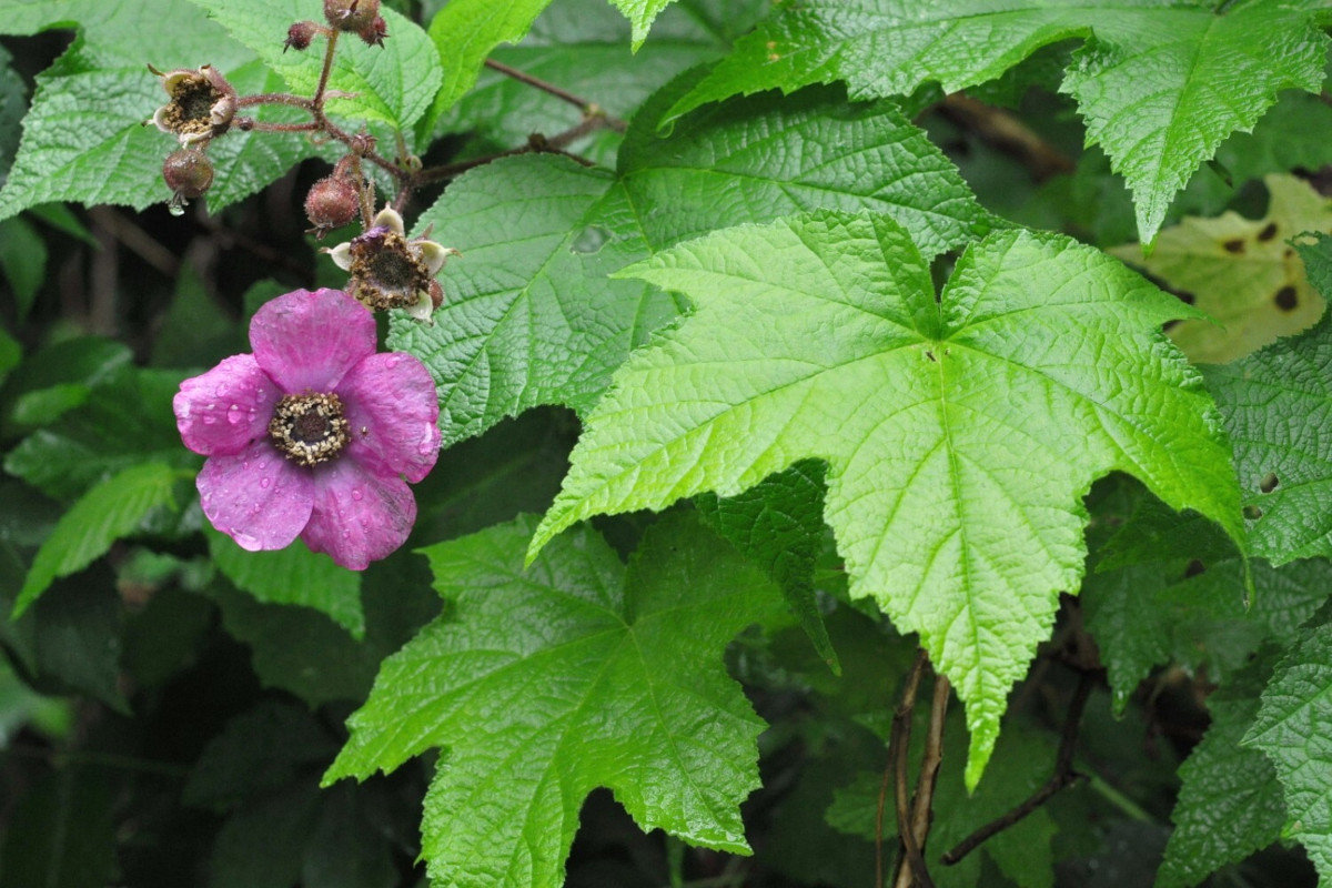 rubus_odo.jpg rubus_odo.jpg