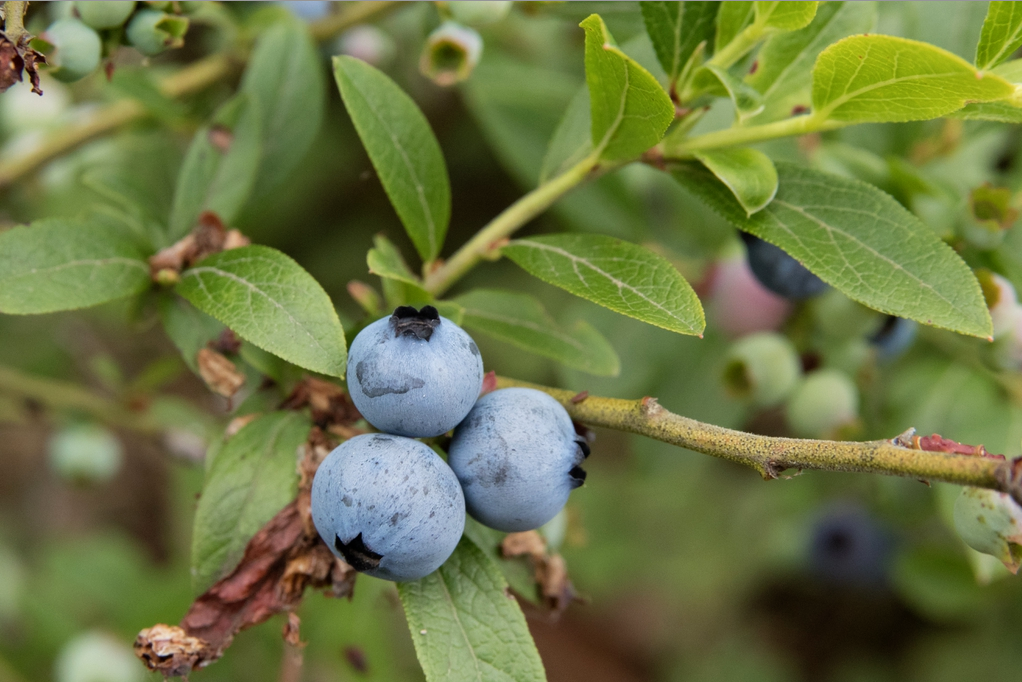 vaccinium_angustifolium.png vaccinium_angustifolium.png