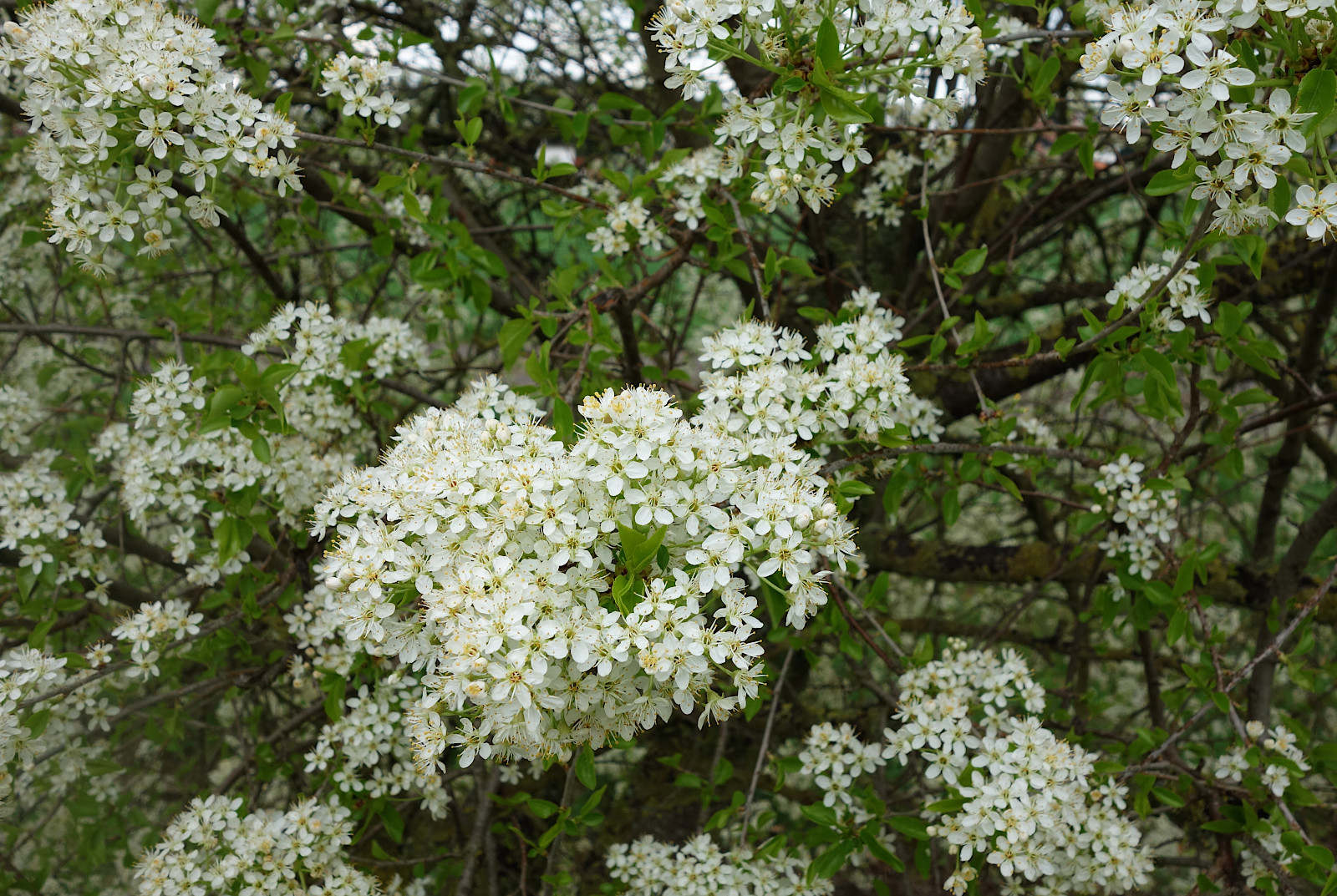 prunusmahaleb_dsc07694.jpg prunusmahaleb_dsc07694.jpg