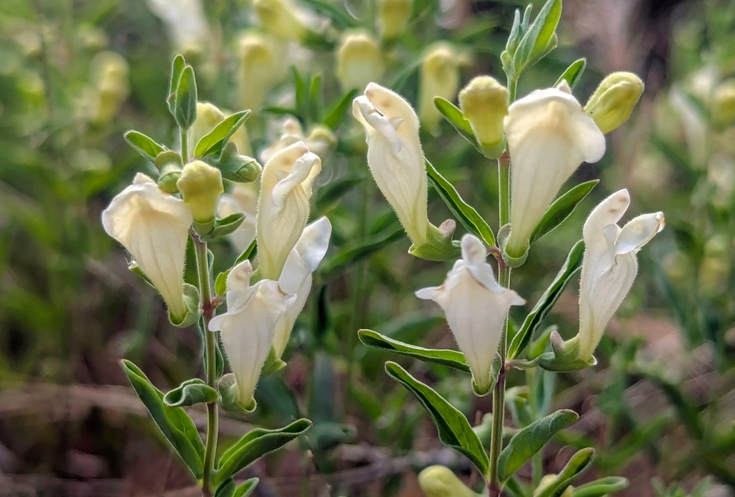 scutellaria_cal.jpg scutellaria_cal.jpg
