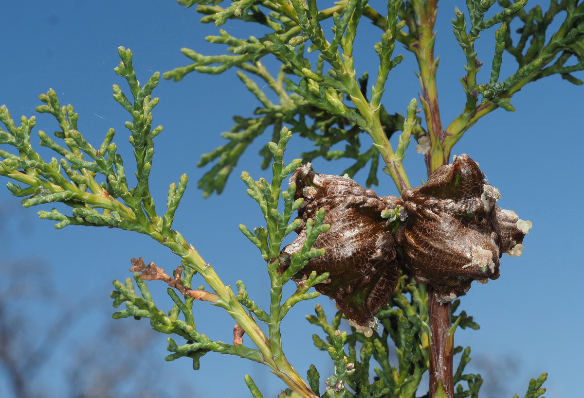 widdrigtonia_cedar.jpg widdrigtonia_cedar.jpg