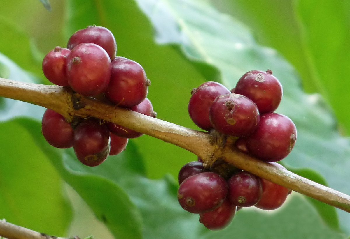 coffea_canephora.jpg