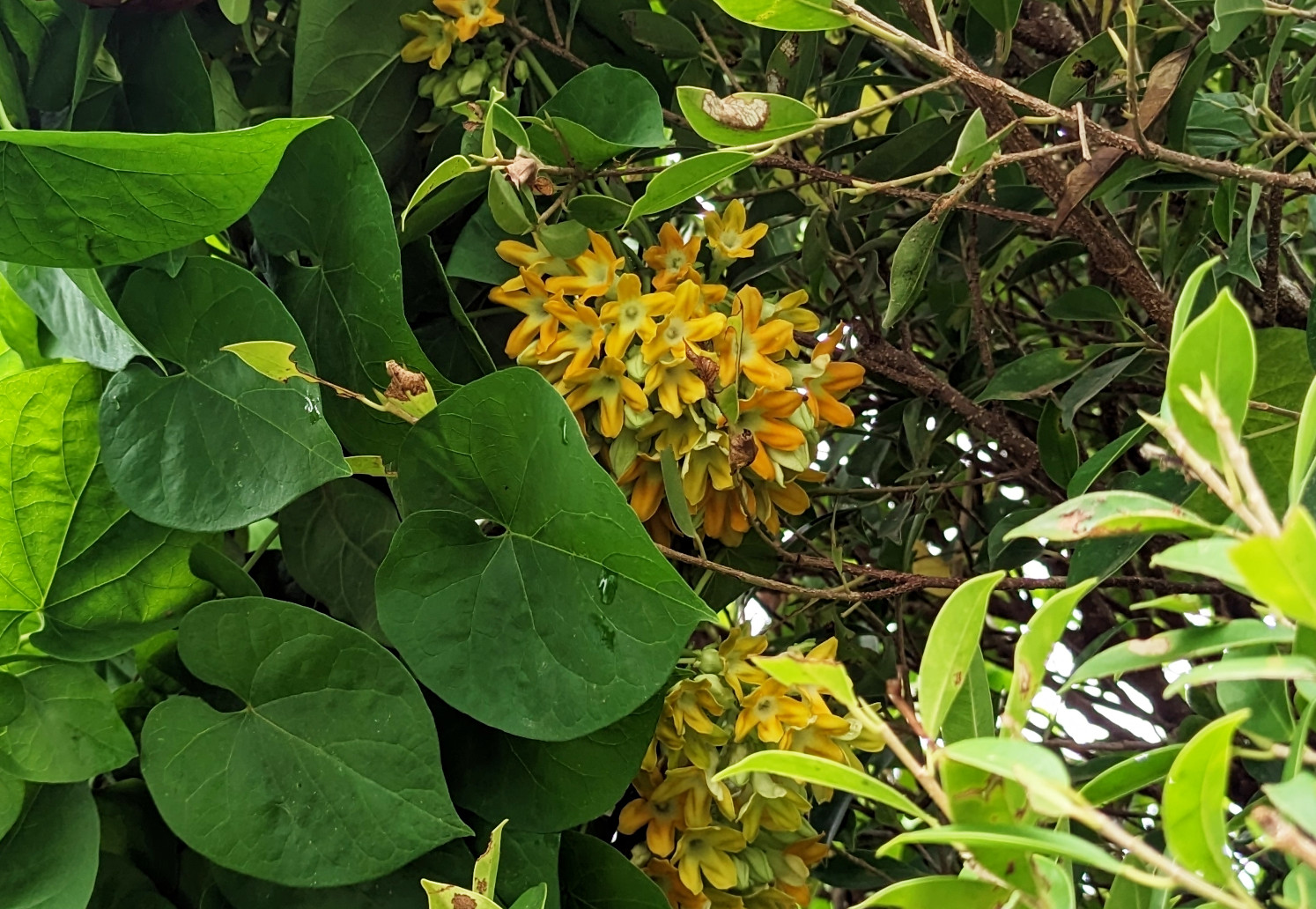 telosma_cor.jpg telosma_cor.jpg