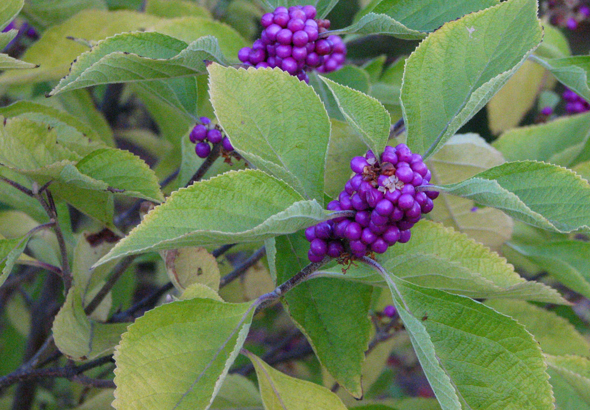 callicarpa_americana.jpg callicarpa_americana.jpg