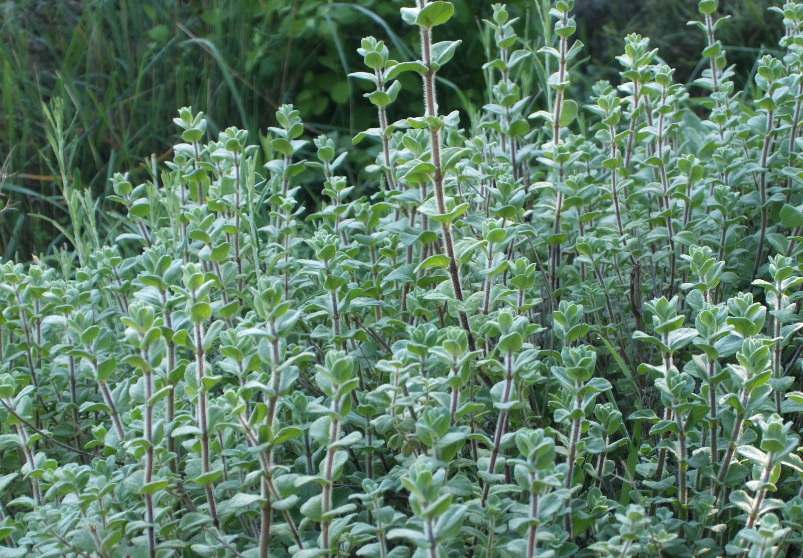 origanum_syriacum.jpg origanum_syriacum.jpg