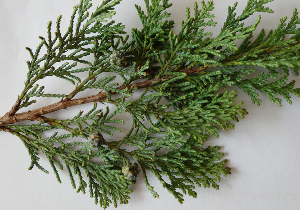 lawson20141006.jpg lawson20141006.jpg