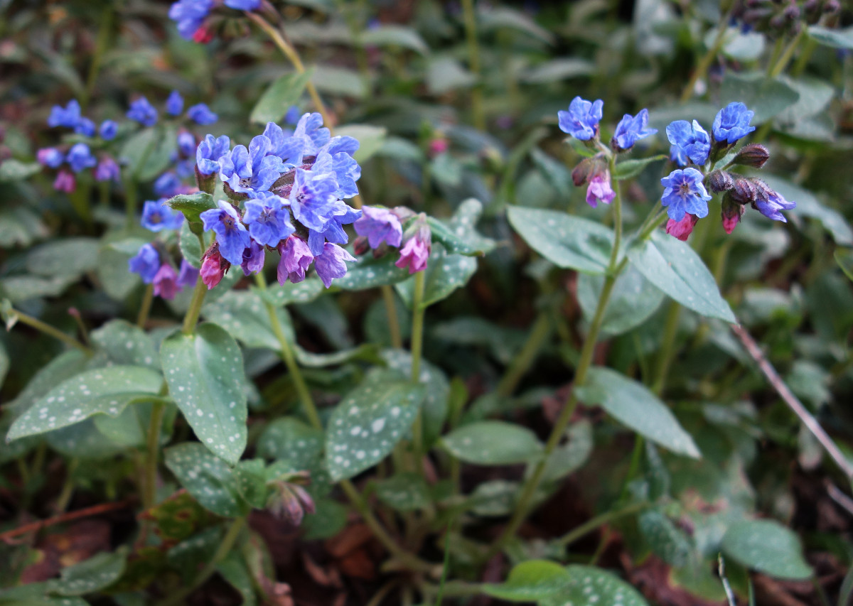 pulmonaria.jpg pulmonaria.jpg