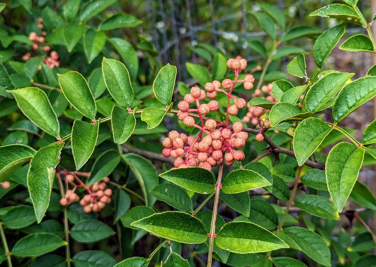 zanthoxylumsimu_leavesfruit.jpg zanthoxylumsimu_leavesfruit.jpg