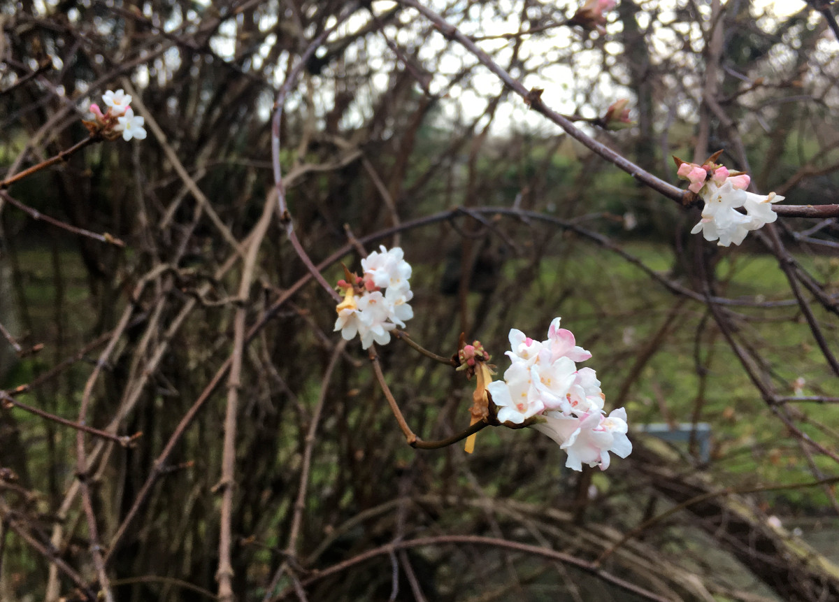 viburnum_farreri.jpg viburnum_farreri.jpg