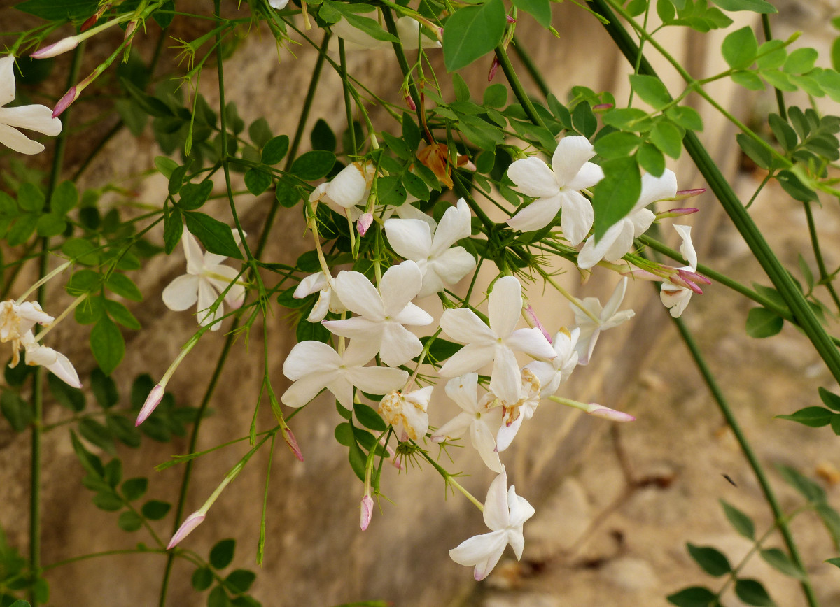 jasminum_grandiflorum_flowers.jpg jasminum_grandiflorum_flowers.jpg