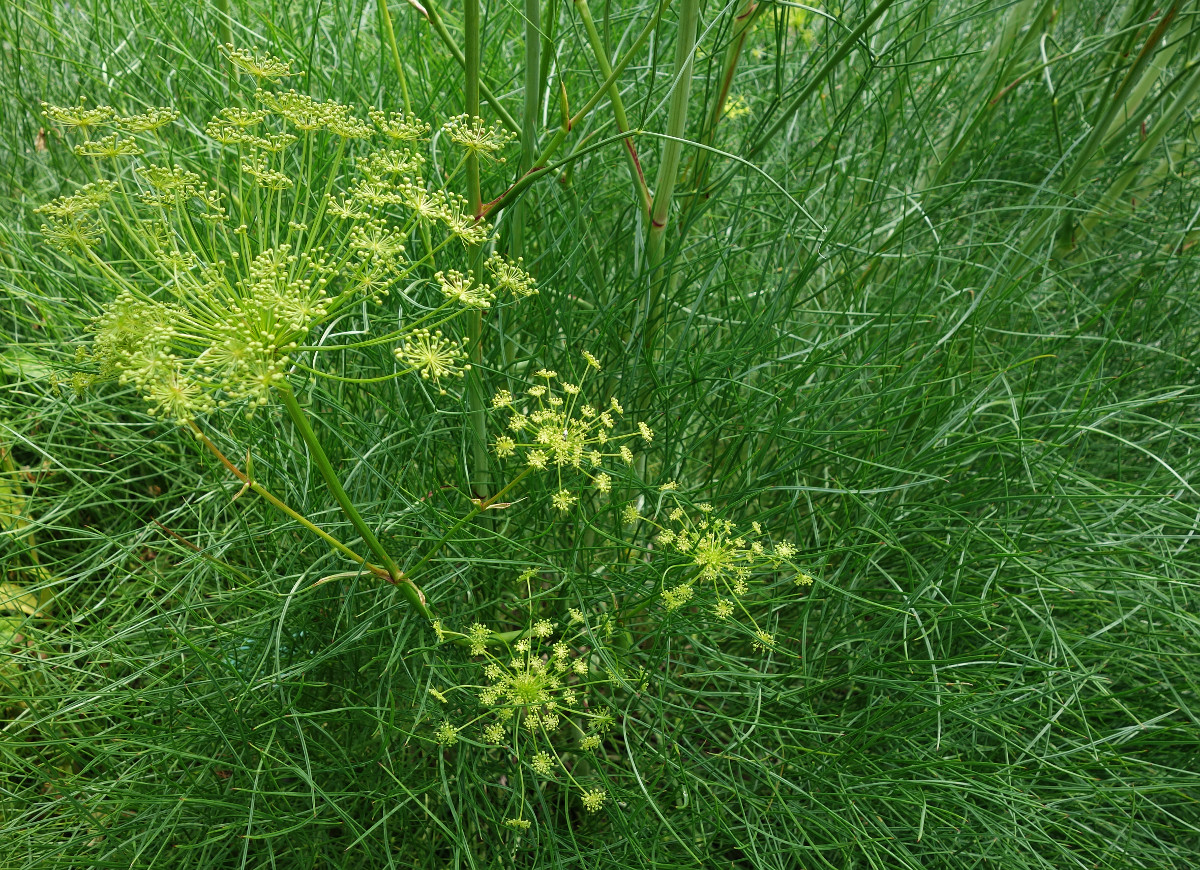 peucedanum_officinale_bgm.jpg