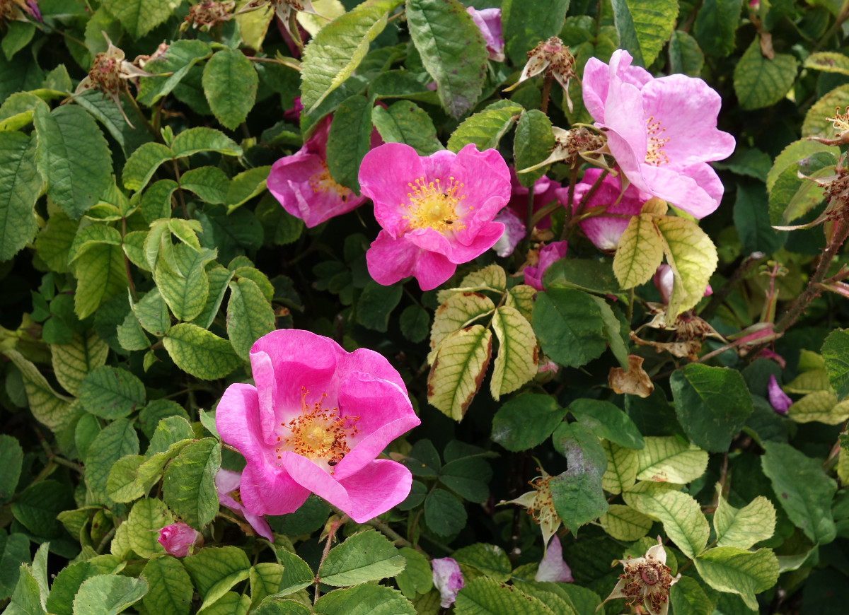 rosa_gallica.jpg rosa_gallica.jpg