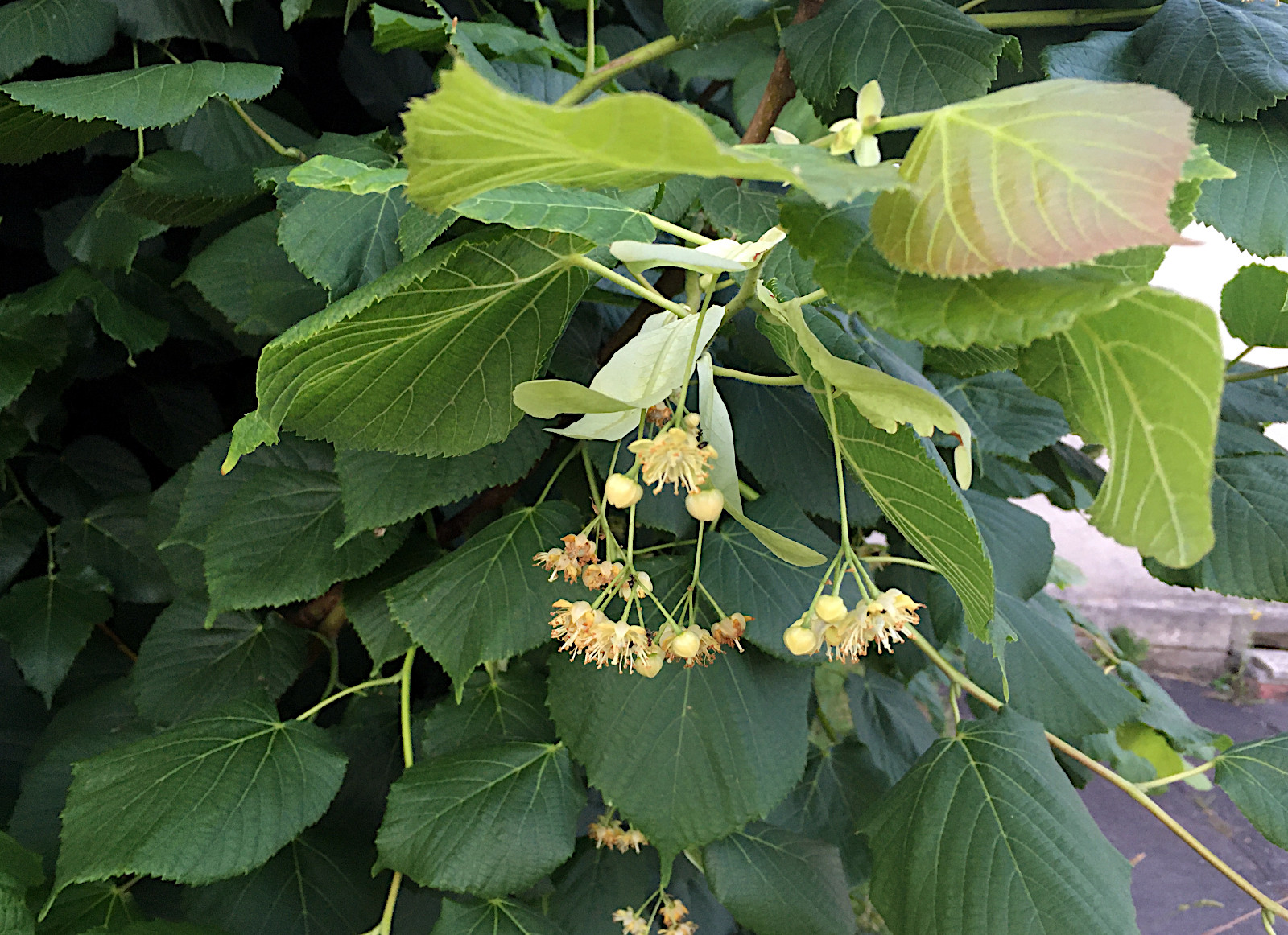 tilia_platyphyllos_sb.jpg tilia_platyphyllos_sb.jpg