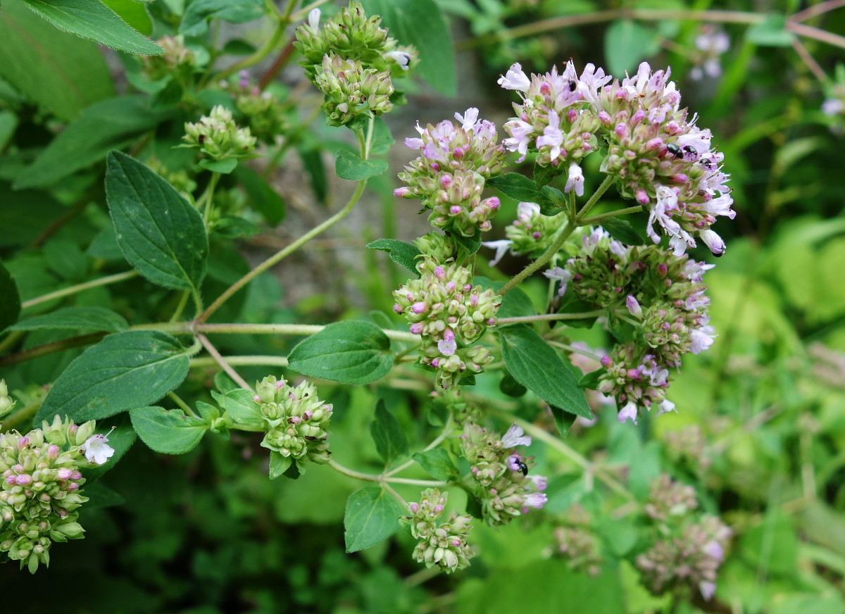 origanum_vulgare_g.jpg origanum_vulgare_g.jpg