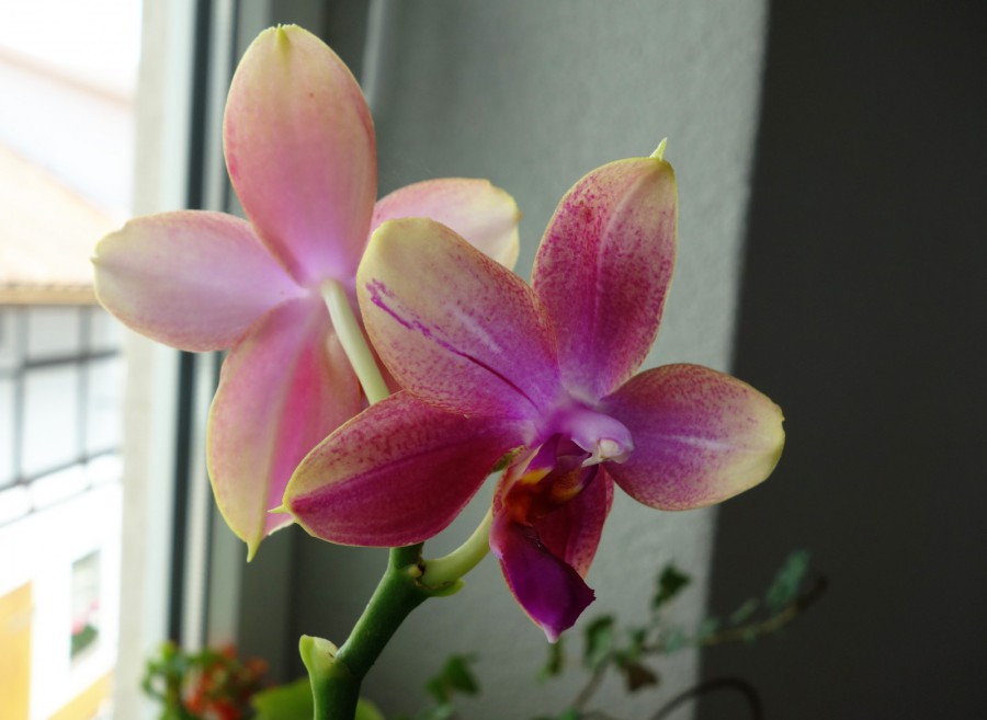 phalaenopsis_liodoro.jpg
