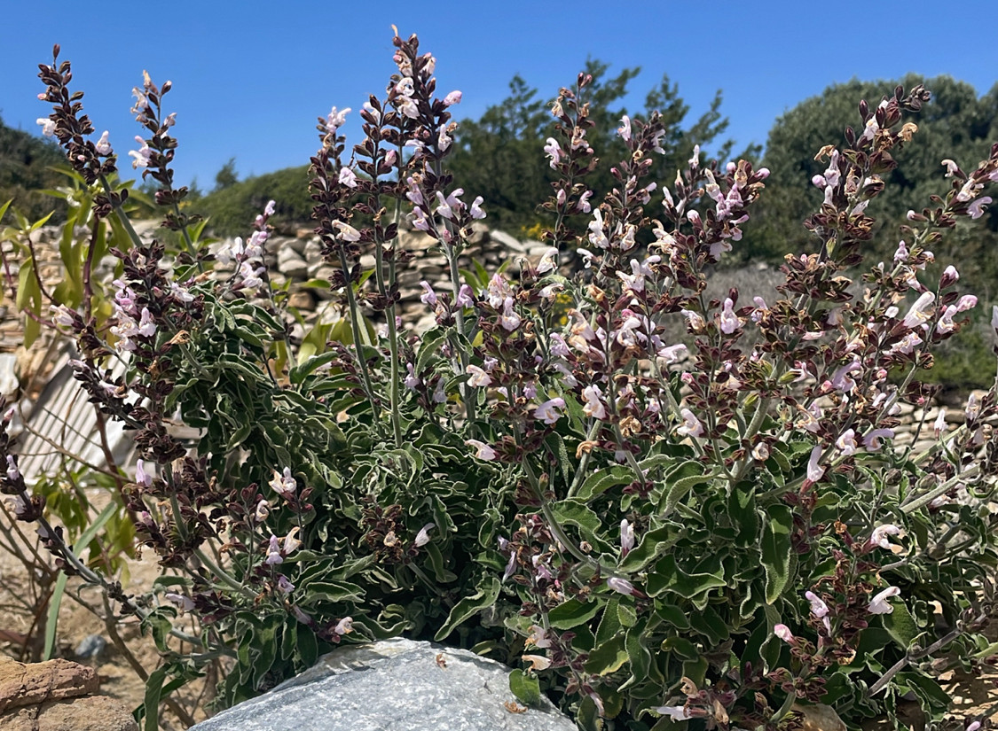 salvia_frut.jpg salvia_frut.jpg