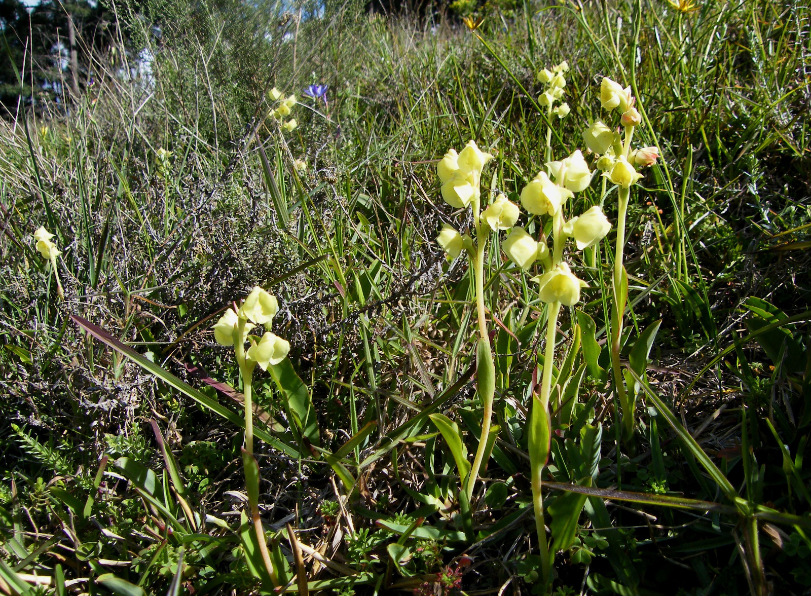pterygodium_catholicum_devilspeak.jpg pterygodium_catholicum_devilspeak.jpg