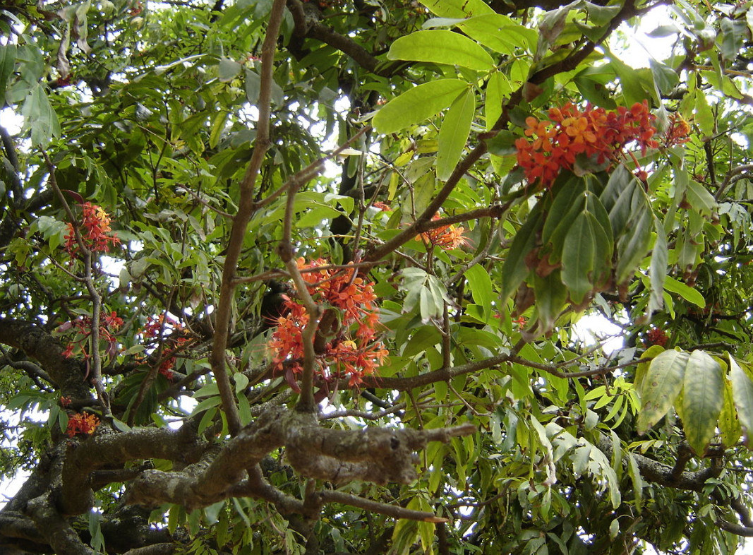 ashokatree.jpg ashokatree.jpg