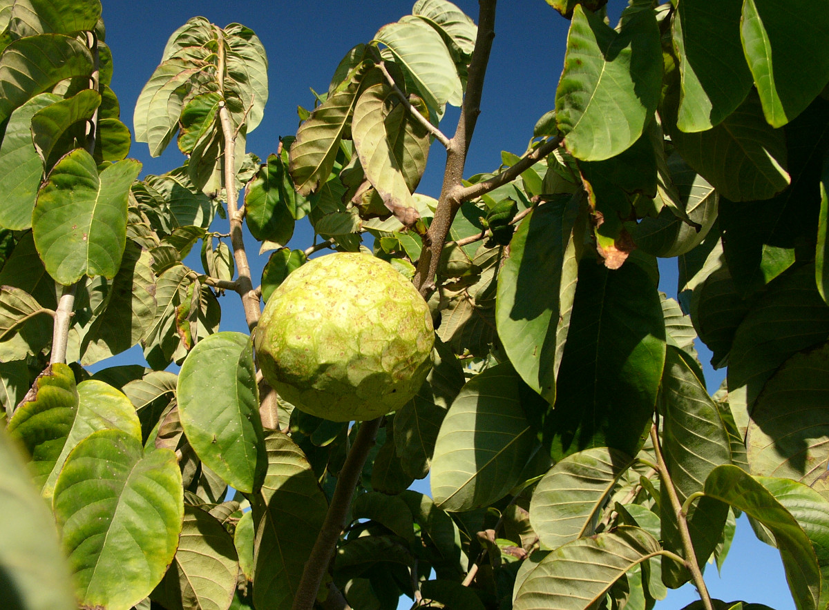 annona_cherimola_tree.jpg annona_cherimola_tree.jpg