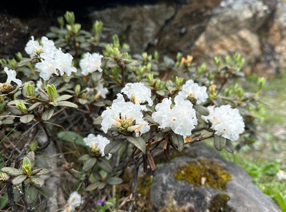 rhodo_antho.jpg rhodo_antho.jpg