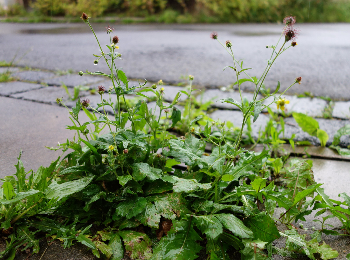 dsc05694.jpg dsc05694.jpg