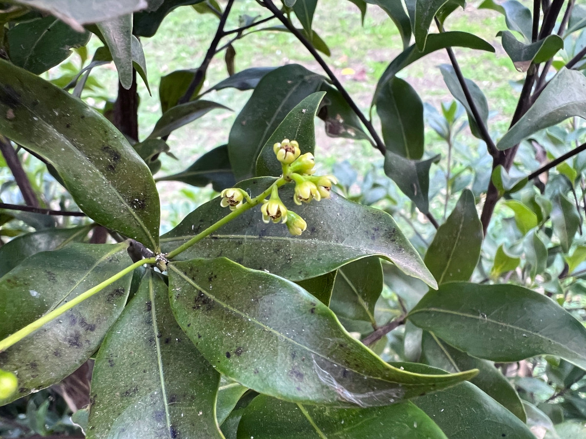 ocotea_odo.jpg ocotea_odo.jpg