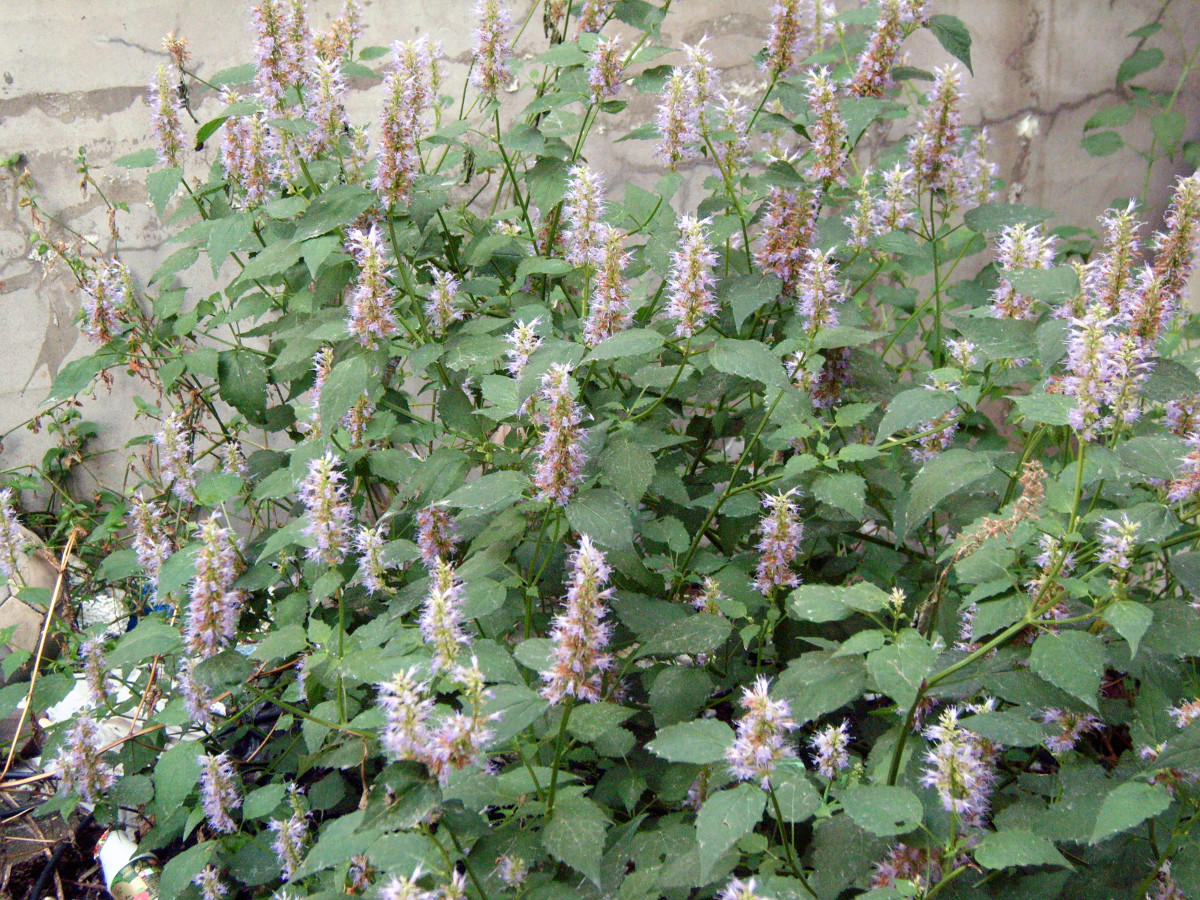 agastache_rugosa.jpg agastache_rugosa.jpg