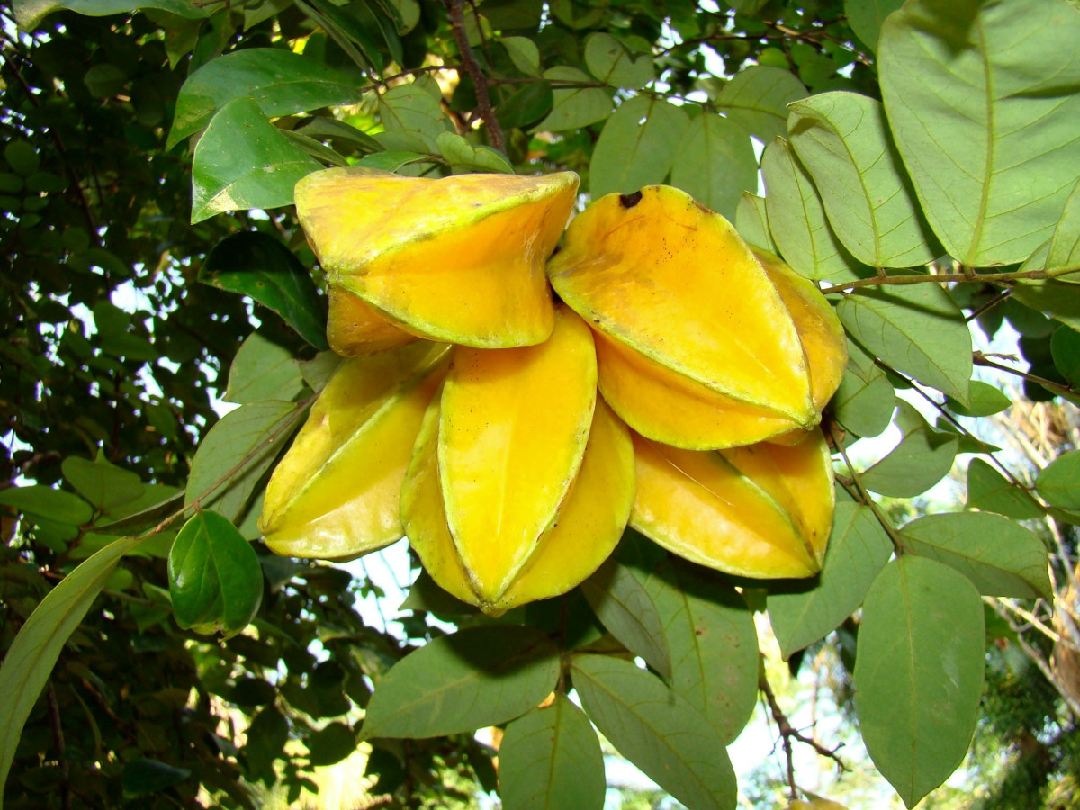 carambole_peru.jpg carambole_peru.jpg