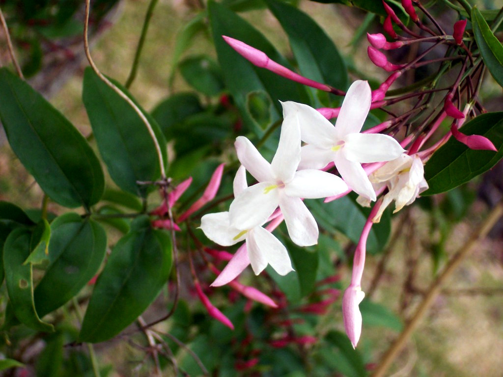 jasminum_polyanthum.jpg