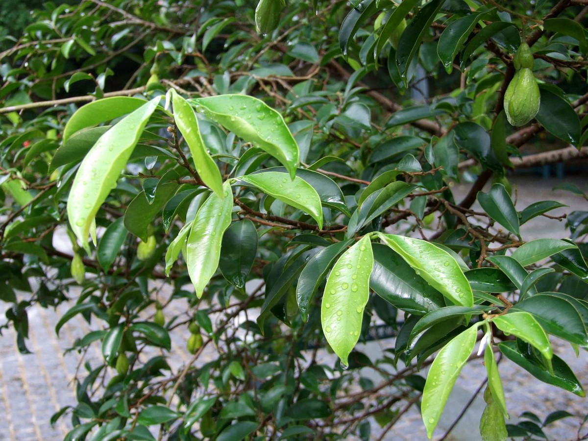 aquilaria_sinensis.jpg aquilaria_sinensis.jpg