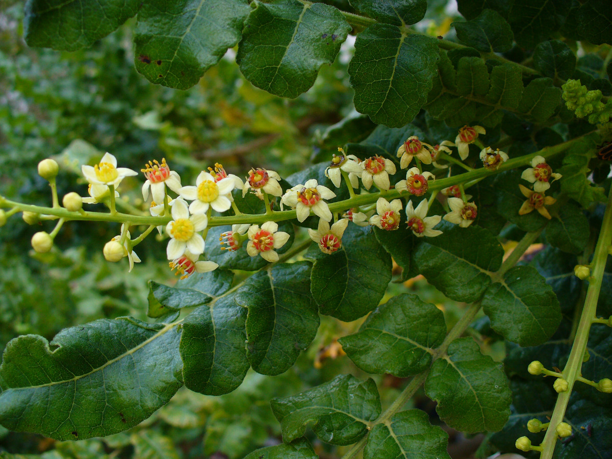 boswellia_sacra.jpg