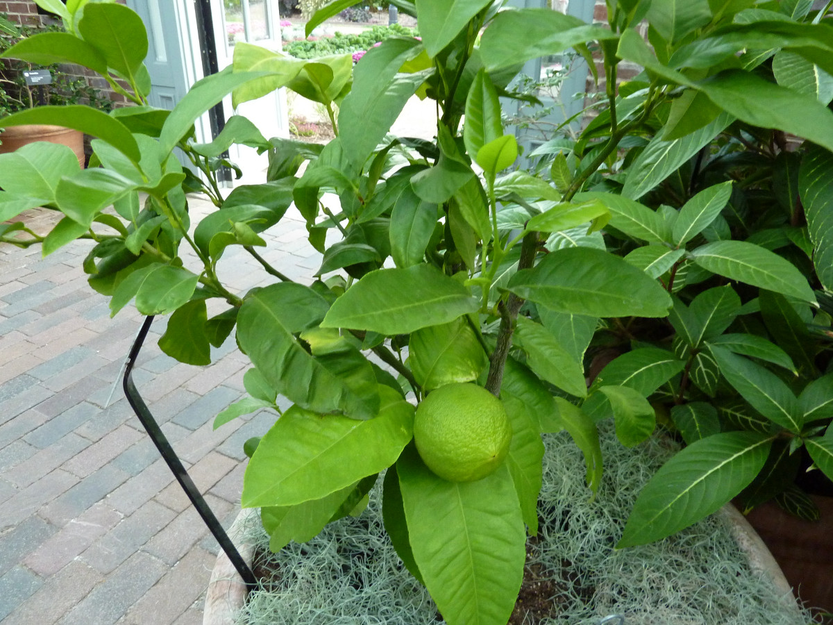 citrus_bergamia_-_bergamot.jpg citrus_bergamia_-_bergamot.jpg