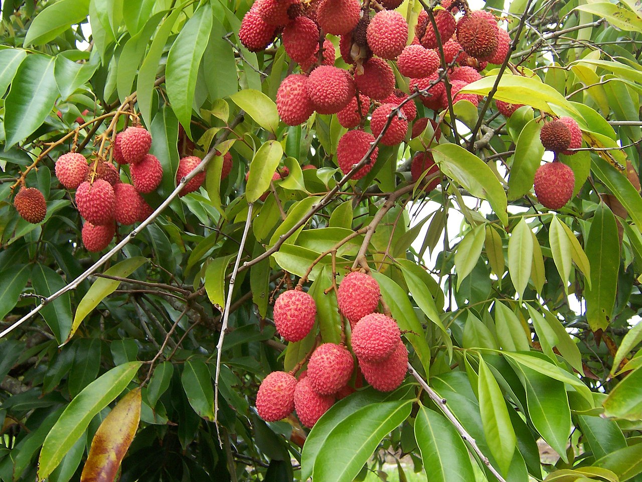 litchi_chinensis_fruits.jpg litchi_chinensis_fruits.jpg