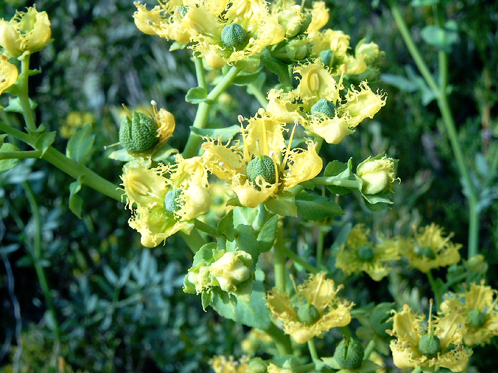 Medion DIGITAL CAMERA Medion DIGITAL CAMERA