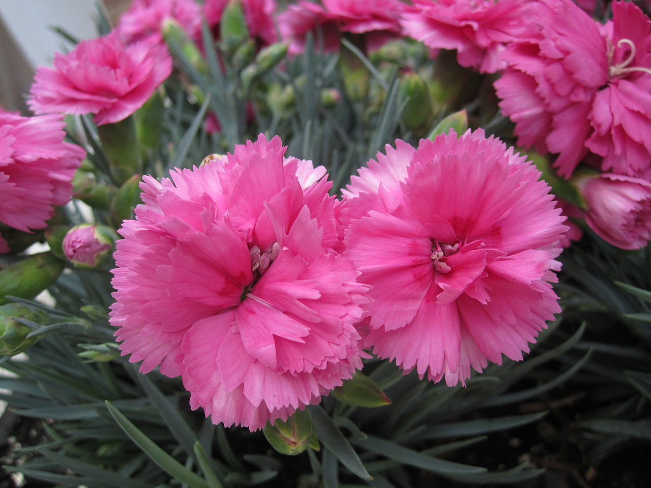 dianthus_caryophyllus_wiki.jpg dianthus_caryophyllus_wiki.jpg