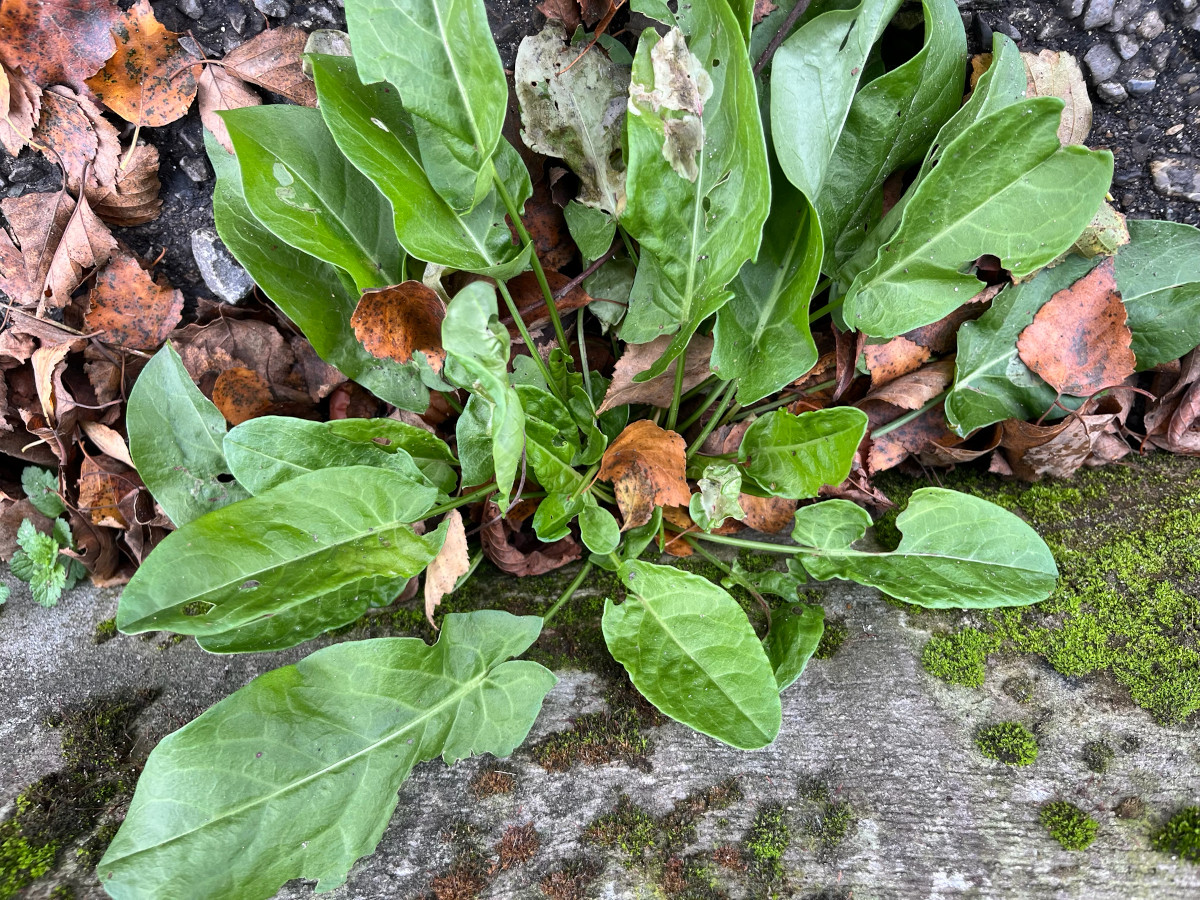 rumex_acet.jpg rumex_acet.jpg
