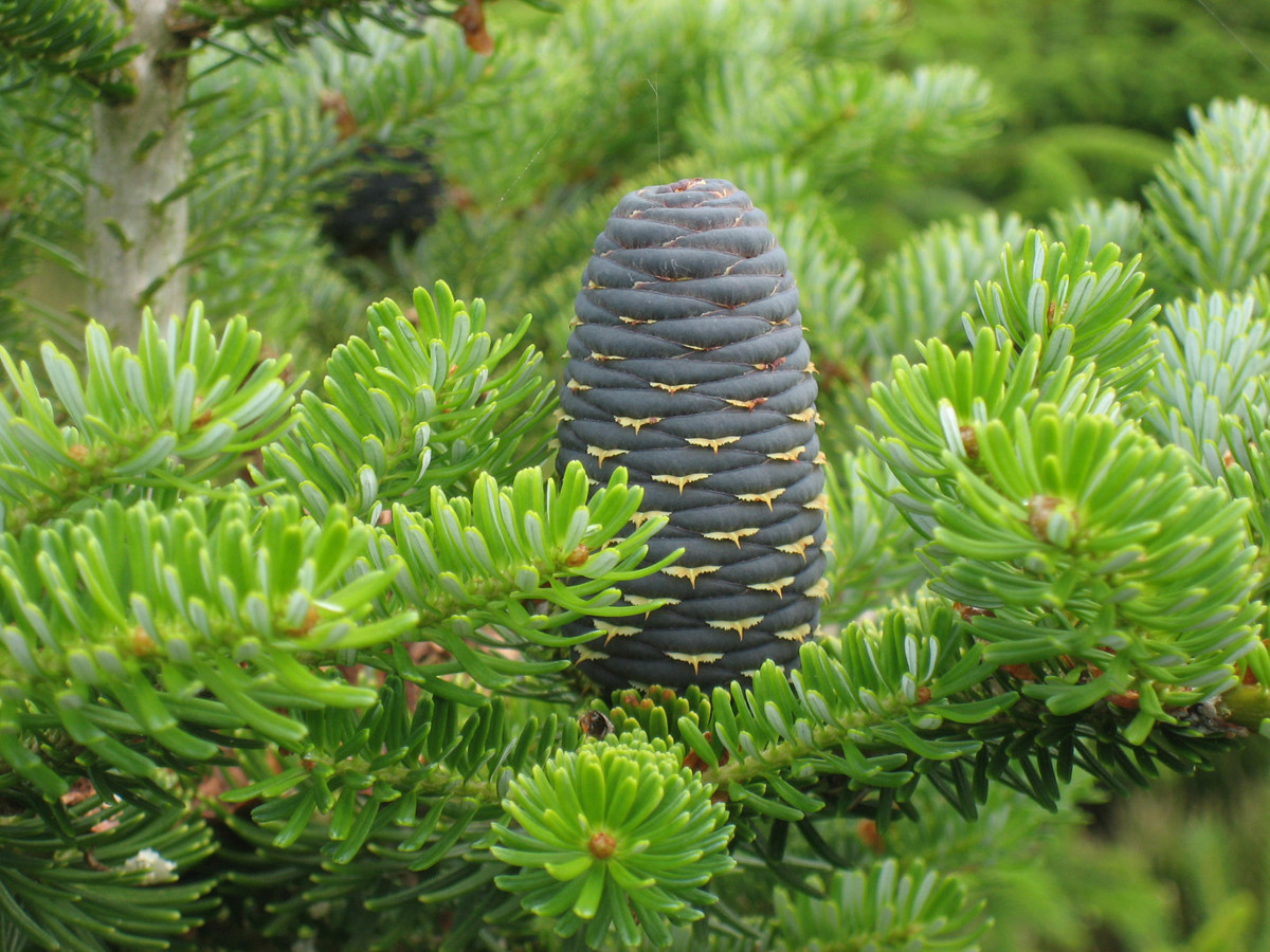 abies_koreana.jpg