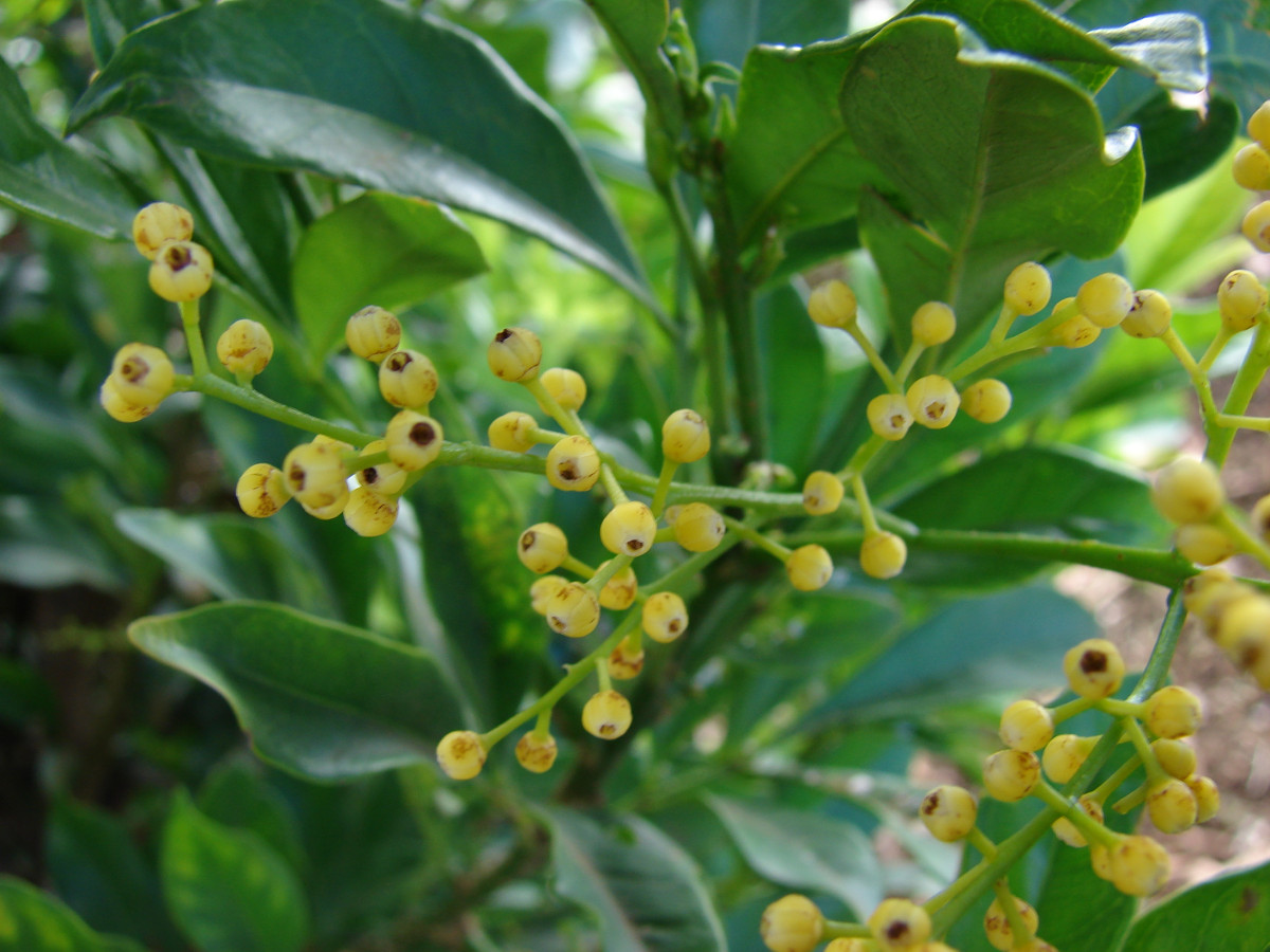 aglaia_odorata_starr2007.jpg aglaia_odorata_starr2007.jpg