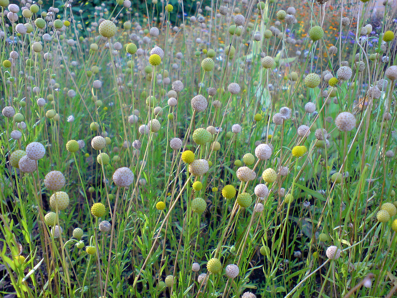 helenium_aromaticum-2.jpg